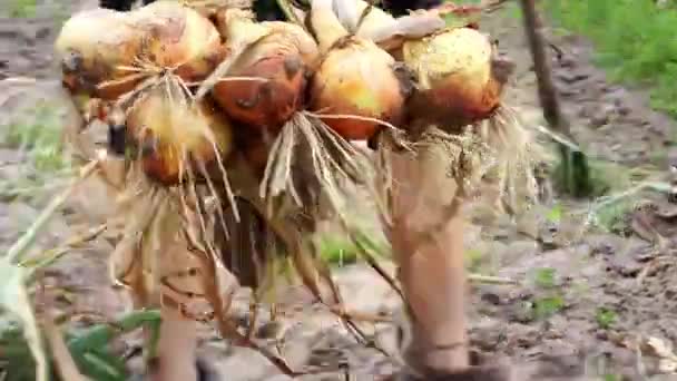 Vrouwelijke Boer Doet Uien Een Doos Het Veld Boeren Oogsten — Stockvideo