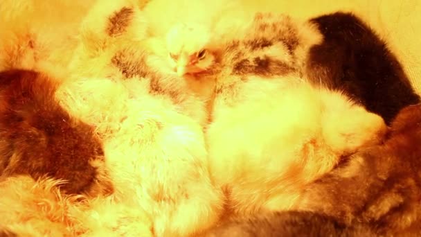 Különböző Színű Álmos Újszülött Csirkék Csoportja Összebújt Egy Inkubátort Baromfi — Stock videók