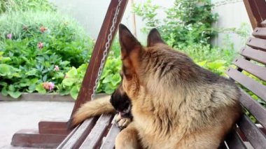 Alman çoban köpeğinin namlu ağzı çerçeveye bakıyor. Köpek dişleriyle bir sinek yakalar. Büyük, sevimli, siyah ve kahverengi hizmet köpeği Alman çoban köpeği yazın bahçede sallanıyor.