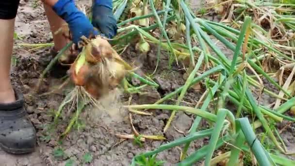 Vrouwelijke Boerenhanden Trekken Uit Droge Grond Het Veld Boeren Oogsten — Stockvideo