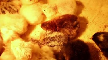 Farklı renkte uykulu yeni doğmuş bir grup tavuk bir kuvözle bir araya geldiler. Kümes hayvanları ve tavuk yetiştiriciliği. Tavuklara aşı.