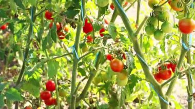 Tarlada kırmızı kiraz domatesleri. Bir sürü olgun ve yeşil domates..