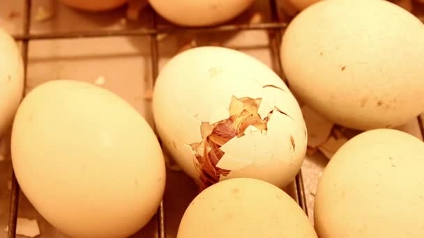 Little Hatching Chick Paying Its Last Efforts Get Out Egg — Stock Video
