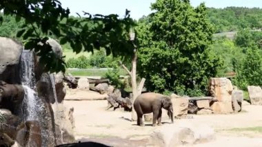 Büyük bir fil şelalenin yakınındaki çalılar ve ağaçlar arasında dans eder. 4k görüntü.