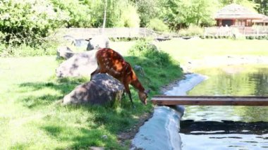 Genç sitatunga ya da marshbuck göl kenarında ot yiyor. Tragelaphus spekii. 4k görüntü.