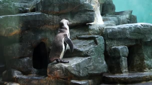 Dwa Pingwiny Skałach Naturalnym Środowisku Pingwin Stojący Ziemi Przy Basenie — Wideo stockowe