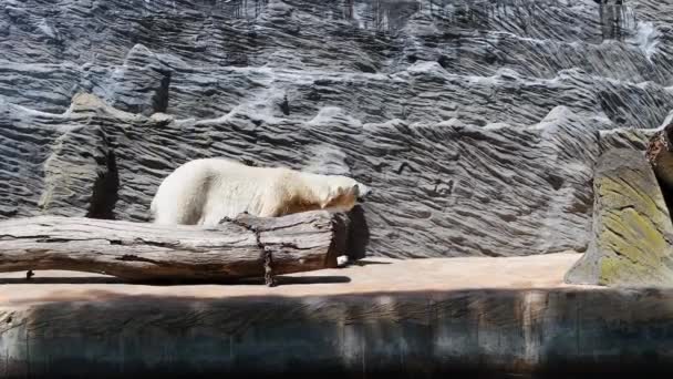 Oso Polar Blanco Camina Cerca Una Roca Animales Zoológico Imágenes — Vídeo de stock