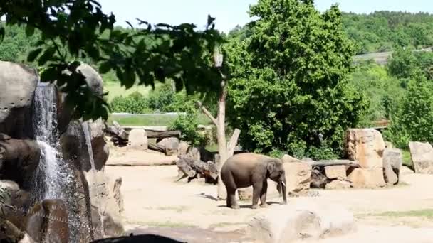Grande Elefante Danza Tra Cespugli Gli Alberi Vicino Alla Cascata — Video Stock