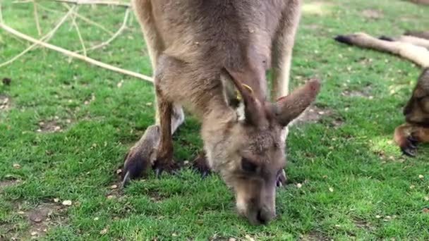 Een Groep Kangoeroe Stoeien Een Open Plek Tussen Bomen Struiken — Stockvideo