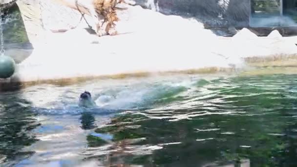 这只白色的大北极熊正在岩石附近的水里游泳 动物园里的动物 4K镜头 — 图库视频影像
