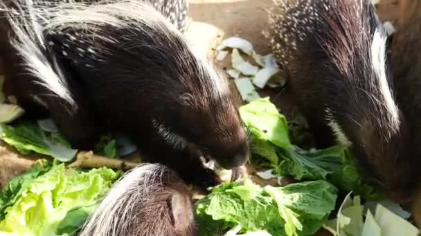 Family Porcupines Eat Vegetables Feeder Zoo Footage — Stock Video