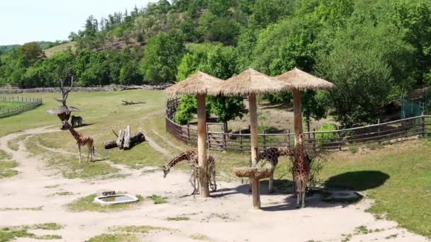 长颈鹿弯下腰喝水 长颈鹿在饮水口喝水 长颈鹿在布拉格动物园的领土上漫步 4K镜头 — 图库视频影像