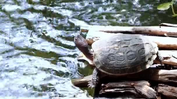 Turtle Sits Wooden Raft Water Basks Sun Footage — Stock Video