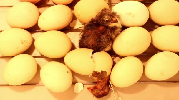 Новорожденная Цыпочка Выходит Яйца Инкубаторе Куриные Яйца Инкубаторе Заключения Кур — стоковое видео