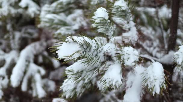 눈덮인 소나무 가지를 클로즈업합니다 환상적 풍경이죠 크리스마스 크리스마스와 새해의 분위기 — 비디오