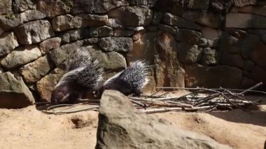 Kirpiler hayvanat bahçesinde bir kayanın altında yürürler. 4k görüntü.