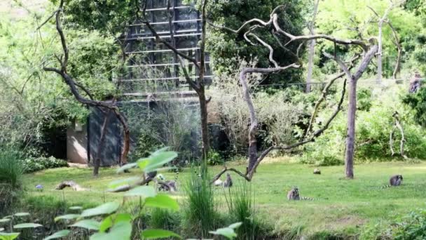 여우원숭이들은 동물원 의나무와 사이에 빈터에서 장난을 칩니다 — 비디오