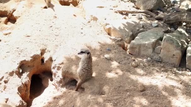 Meerkats座って立って 外を見るために周りに頭を回します 自然の中で砂の地面を遊んだり歩いたりする面白い小さな動物の野生の肉のグループ サキュメート 4K映像 — ストック動画