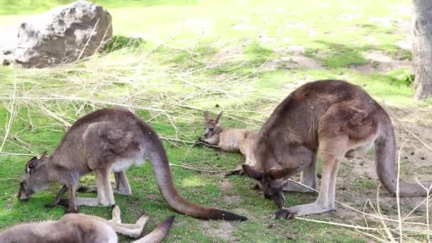 動物園の木々や茂みの間のクリアリングでカンガルーの群れ 東灰色のカンガルーのグループは 草の上に給餌 4K映像 — ストック動画