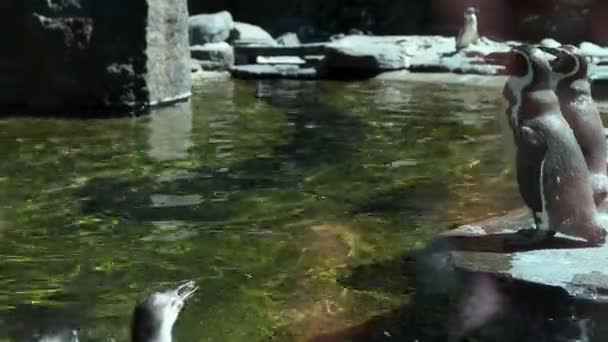 企鹅在水族馆里挠痒痒 在水里摇摇晃晃 一群洪堡企鹅在动物园的一个游泳池里游泳 旅游野生动物概念 4K镜头 — 图库视频影像