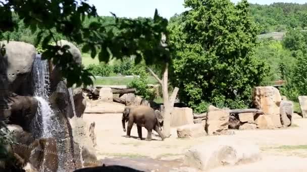 一头大象在瀑布附近的灌木丛和树间散步 4K镜头 — 图库视频影像