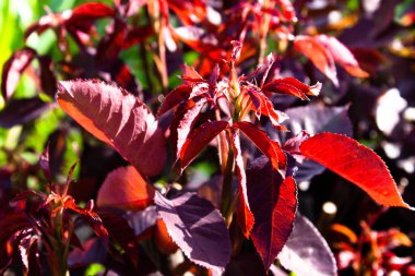 Kırmızı yapraklı Bush. Geçmişi. Kırmızı yapraklar güneşte parlar.