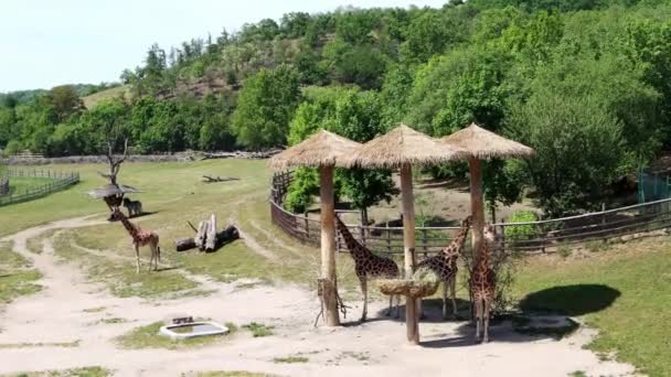 Giraffe Auf Dem Gelände Des Prager Zoos Filmmaterial — Stockvideo