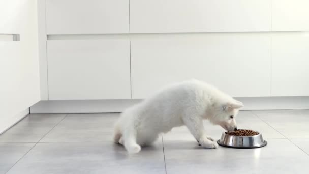 Cachorro Pastor Suíço Branco Comendo Comida Seca Uma Tigela Metal — Vídeo de Stock