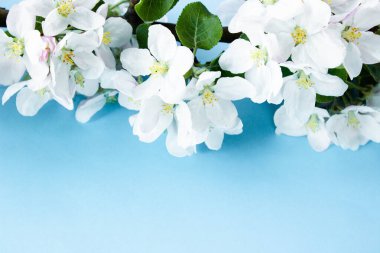A beautiful sprig of an apple tree with white flowers against a blue background. Blossoming branch. Spring still life. Place for text. Concept of spring or mom day.