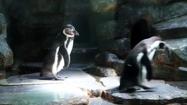 Dua Penguin Bebatuan Habitat Alami Penguin Berdiri Tanah Dekat Kolam — Stok Video