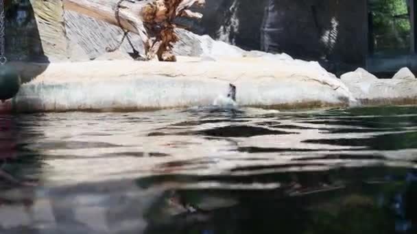 Gros Ours Blanc Nage Dans Eau Près Rocher Des Animaux — Video
