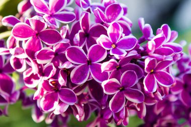 Büyük leylak dalları çiçek açar. Bulanık arka planda bahar mor çiçekleri. Bir buket mor çiçek. İlkbaharda açan mor leylaklar. Narin çiçeklerle açan çalılar..