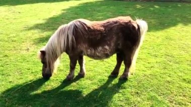 Kahverengi bir midilli çayırda ot yiyor. Bir körfez atı çimlerde otluyor.