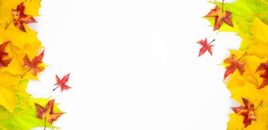 Banner of the background of many yellow maple leaves with space for text on a white background. Autumn Leaf Background.