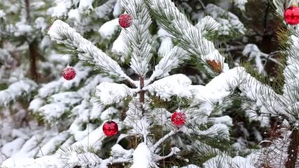 Vackra Gröna Grenar Julgranar Täckta Med Färsk Fluffig Vit Snö — Stockvideo