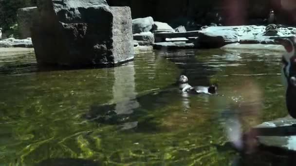 Pingwin Drapie Się Boku Grzęźnie Wodzie Akwarium Grupa Pingwinów Humboldt — Wideo stockowe