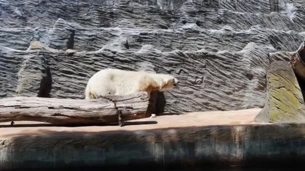 Biały Duży Niedźwiedź Polarny Idzie Pobliżu Skały Zwierzęta Zoo Materiał — Wideo stockowe