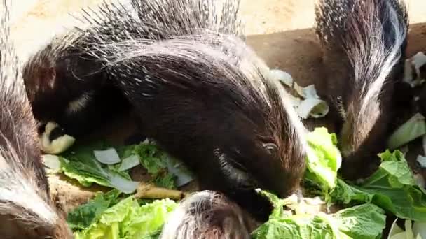 Una Familia Puercoespines Come Verduras Comedero Del Zoológico Imágenes — Vídeos de Stock
