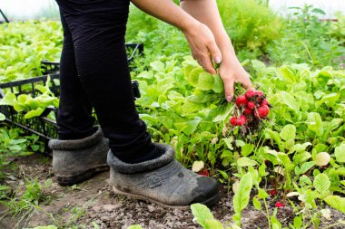 Bahçesinde organik turp toplayan kadın eller. Organik sebze toplama işlemi.