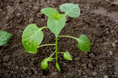 Bahçedeki yataklarda taze bir biber filizi. Bahar bahçesi işi. Organik tarım ve ekolojik sebze yetiştirme kavramı. GDO 'suz organik gıda.