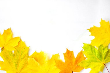 Background of many yellow maple leaves with space for text on a white background. Autumn Leaf Background.