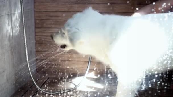 White Swiss Shepherd Puppy Being Washed Bathroom Shower Walk Slow — Stock Video