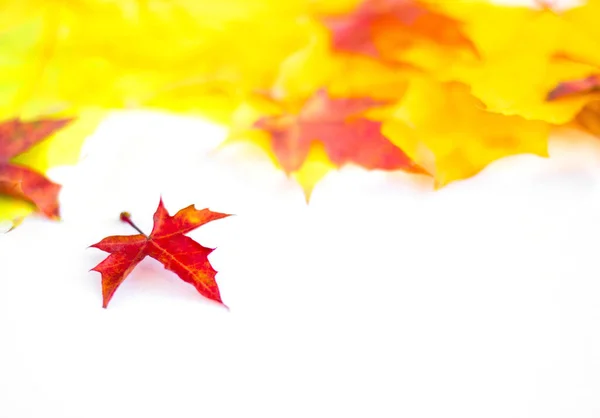 Background Many Yellow Maple Leaves Space Text White Background Autumn — Zdjęcie stockowe