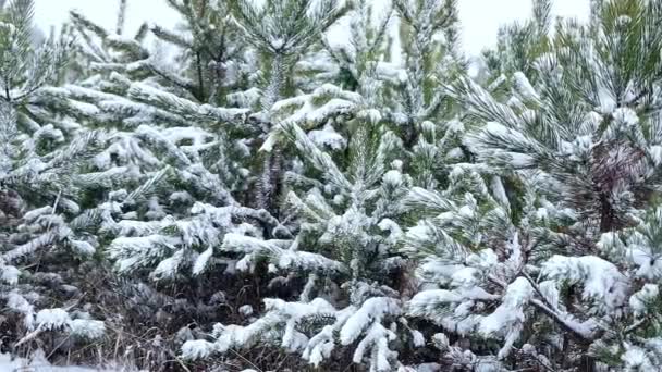 Árvores Abeto Cobertas Neve Queda Neve Fabulosa Paisagem Florestal Inverno — Vídeo de Stock