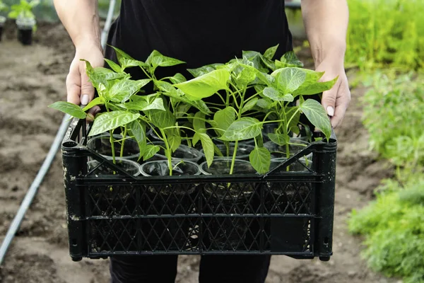 Bir serada fidelerin durduğu kutunun yakın çekimi. Bahçe için plastik bardaklarda tatlı biber yetiştiriyorum. Fincanlarda taze yeşil biber tohumları. Seçici odak.