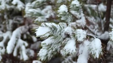 Beautiful green branches of Christmas fresh pine trees covered with fresh fluffy white snow. Fabulous winter forest landscape. Christmas tree. The atmosphere of Christmas and New Year.