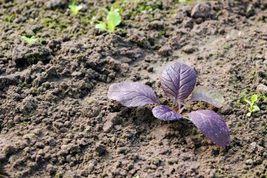 Bahçe yataklarında taze lahana filizleri. GDO 'suz organik yiyecekler. Organik tarım ve ekolojik sebze yetiştirme kavramı.