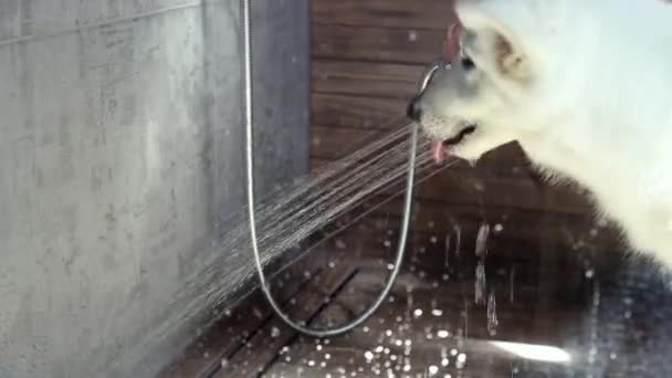 Weißer Schweizer Schäferhund Welpe Der Nach Dem Spaziergang Zeitlupe Badezimmer — Stockvideo