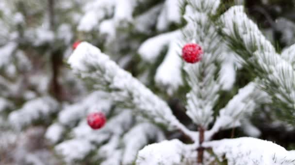 Defocused Background Snow Covered Pine Branches Decorated New Years Red — Video
