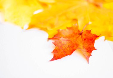 Background of many yellow maple leaves with space for text on a white background. Autumn Leaf Background.